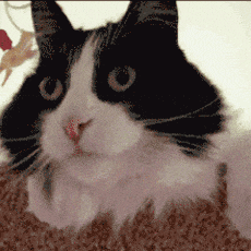 2.gif