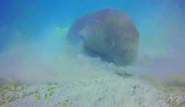 5.gif